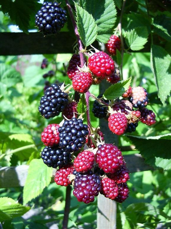 Вилла Wildebraam Berry Estate Свеллендам Экстерьер фото